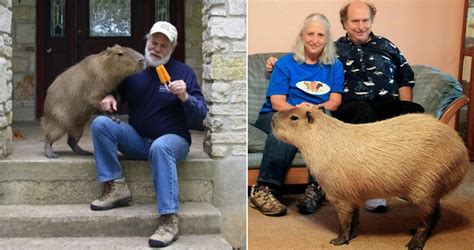 Capybara Size Comparison