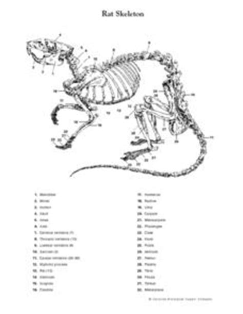 Rat Skeleton Worksheet for 9th - 12th Grade | Lesson Planet