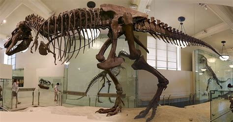 Louisville Fossils and Beyond: Tyrannosaurus rex Dinosaur Fossil