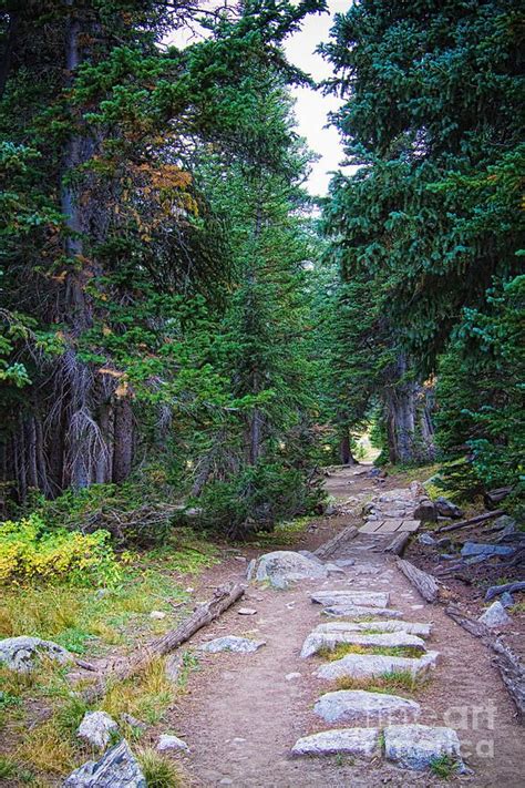 Rocky Mountains Forest Path | Forest path, Forest garden, Paths