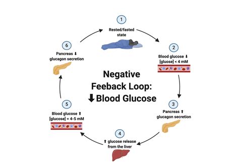 Positive Feedback Loop Hormones