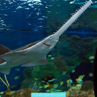 Are Sawfish Endangered - Rare Species of fish