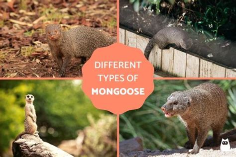 Types of Mongoose Species - Characteristics, Habitat, Diet & More ...