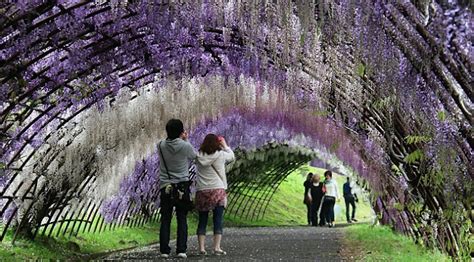 Kawachi Park Fuji Garden, Wisteria Flower Tunnel in Japan | INDEPHEDIA.com