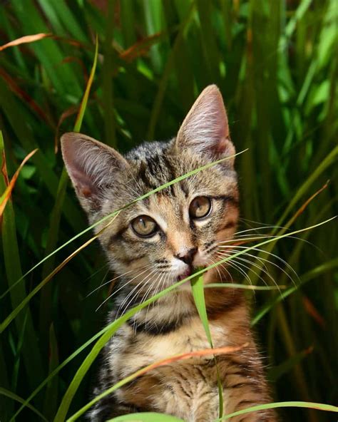 Cat Grass Benefits: Why Your Cat Will Thank You | Other People's Pets