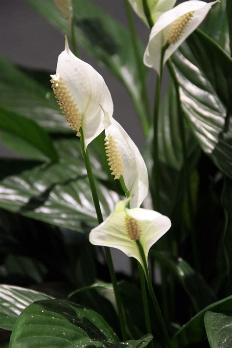 Indoor Peace Lily Plants: Growing A Peace Lily Plant