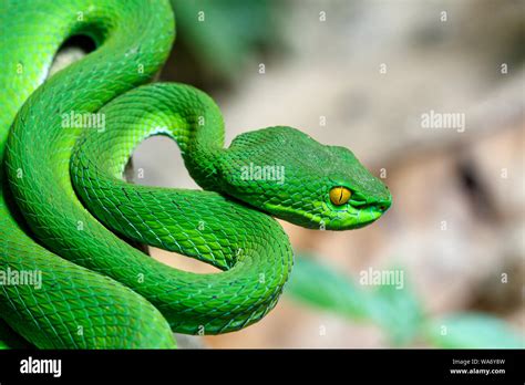 Close up Large-eyed Green Pit viper (Trimeresurus macrops) the endemic ...