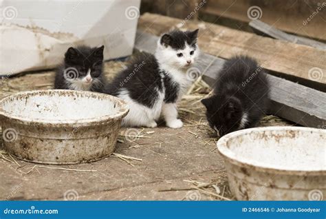 Barn Kittens stock photo. Image of wild, shorthair, tabby - 2466546