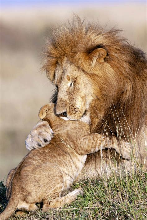 Heartwarming Photos of Lion Dad and Cub Embracing Reveal Gentle Side of ...