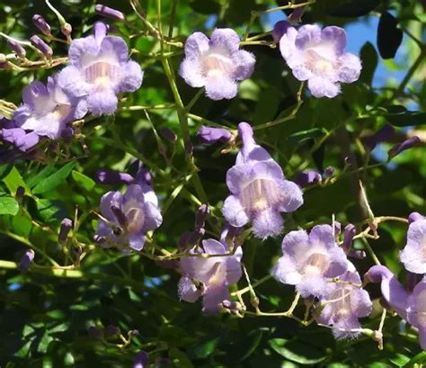 Jacaranda Tree - Forestry.com