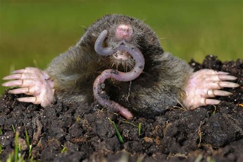 How to Get Rid of Moles in Your Yard | Animal facts, Animals, Mole