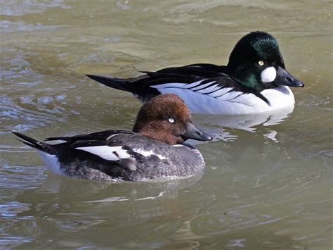 Pin on Ducks