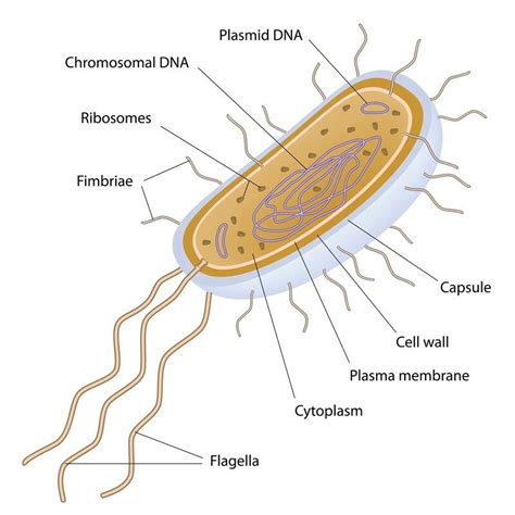 Goes over the structure of prokaryotic cells. | Biología celular ...