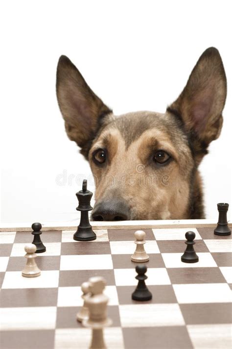 Check! Playing Chess like a dog. Dog playing Chess. Isolated on white ...