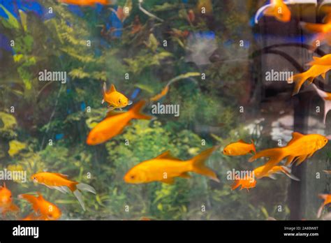 Orange tank hi-res stock photography and images - Alamy