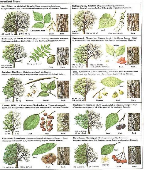 an image of different types of trees