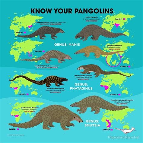 Know Your Pangolins Poster by PepomintNarwhal | Pangolin, Endangered ...