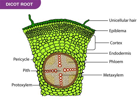 Anatomy of Root, Stem and Leaf: What is Anatomy and Basic Plant Anatomy ...