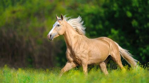 Are Palomino Horses A Breed, Expensive, Purebred, Or A Color