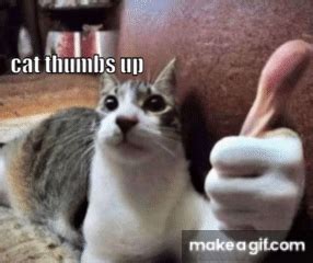 cat thumbs up on Make a GIF