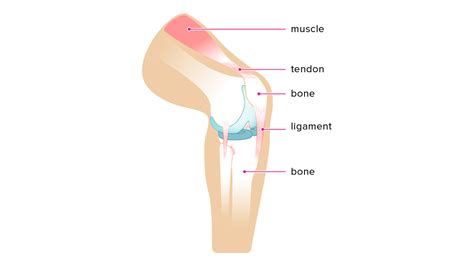 Ligament vs. Tendon: What’s the Difference?