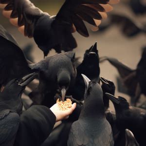 How To Feed Crows: A Comprehensive Guide