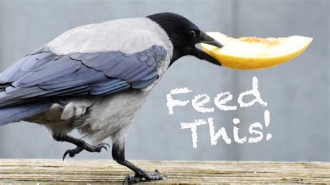 Feeding Crows - YouTube