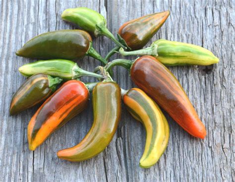 Fish Pepper Seeds Heirloom Fish Peppers Hot Pepper Seeds – Mountainlily ...