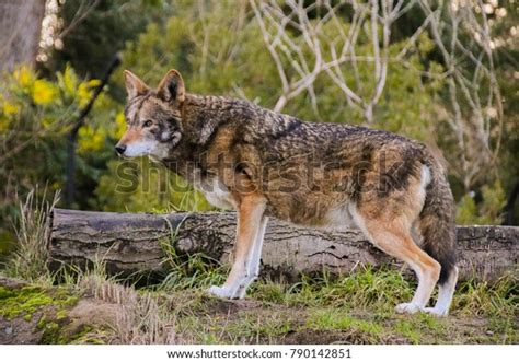 Red Wolf Conservation Stock Photo 790142851 | Shutterstock