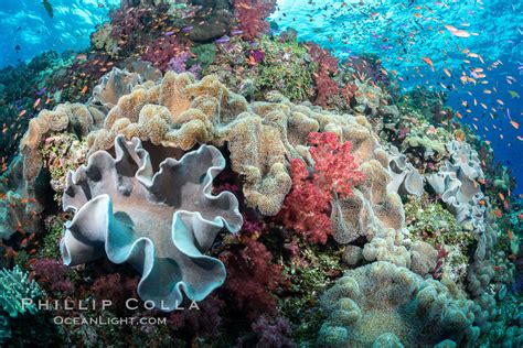 Beautiful pristine tropical coral reef in Fiji, Dendronephthya, Vatu I ...