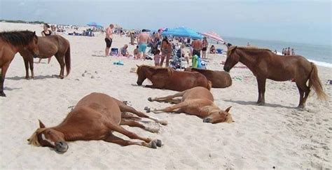 Meet the Corolla Wild Horses that Roam Freely on this Beach in America ...