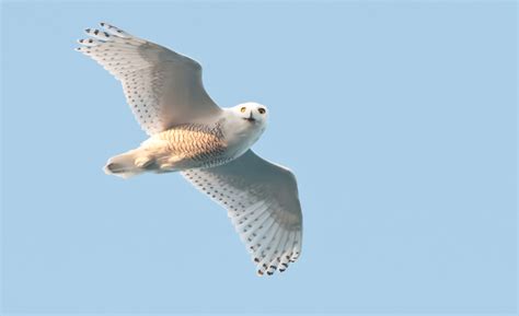 Snowy Owl flying | FWS.gov