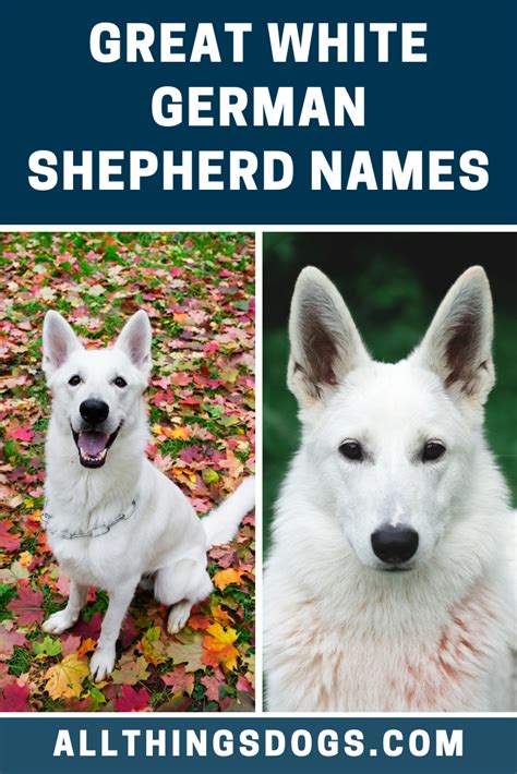 White German Shepherd Names | White german shepherd, German shepherd ...