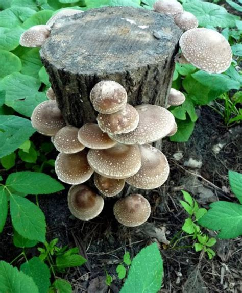 Shiitake Mushroom log | Etsy