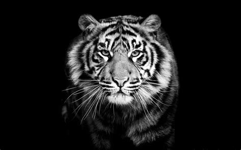 Black And White Image Of A Tiger - the meta pictures