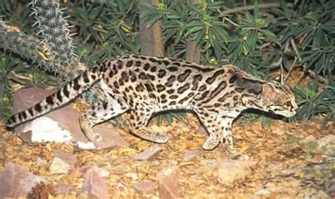 Margay - Leopardus wiedii | Wildlife Journal Junior