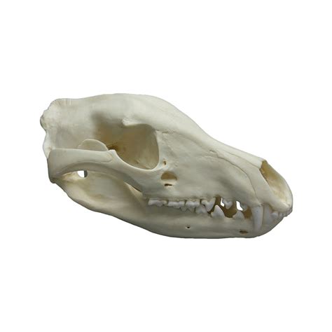 Tasmanian Tiger Skull, Museum quality | Animal Skull