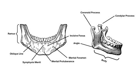 The Mandible: : Anatomy, Foramina, Muscle attachments, Ossification ...