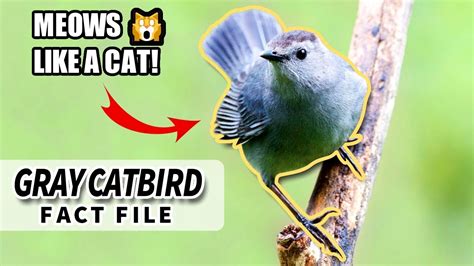 Gray Catbird Facts: the BIRD that sounds like a CAT 🐱 Animal Fact Files ...