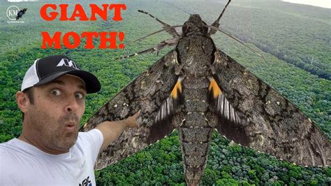 BIGGEST MOTH IN NORTH AMERICA THE GIANT SPHINX - YouTube