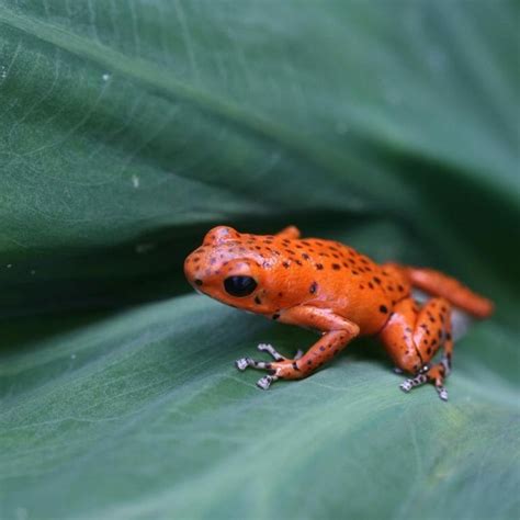 Strawberry Poison Dart Frog - Potawatomi Zoo