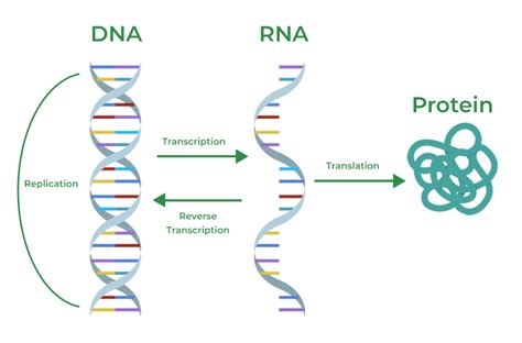 Translation of RNA to Protein - GeeksforGeeks