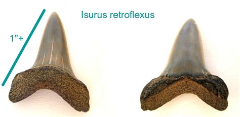 Isurus retroflexus - Members Gallery - The Fossil Forum