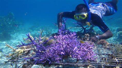 Approaches to Coral Reef Conservation - Coral Reef Alliance