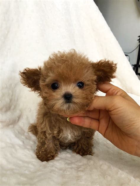 Micro Teacup maltipoo puppy red for sale - iHeartTeacups