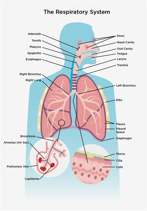 Respiratory system | the lung association | Respiratory system, Human ...