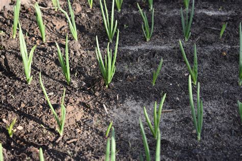 How to Harvest Green Onions Without Killing the Plant - Seedsheets