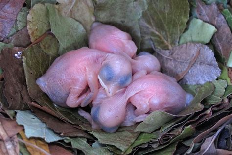 Baby Bird With No Hair : Learn more about these mites, what they look ...