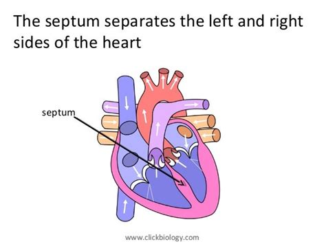 Heart Structure and Function