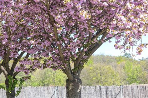 How to Grow and Care for Japanese Flowering Cherry